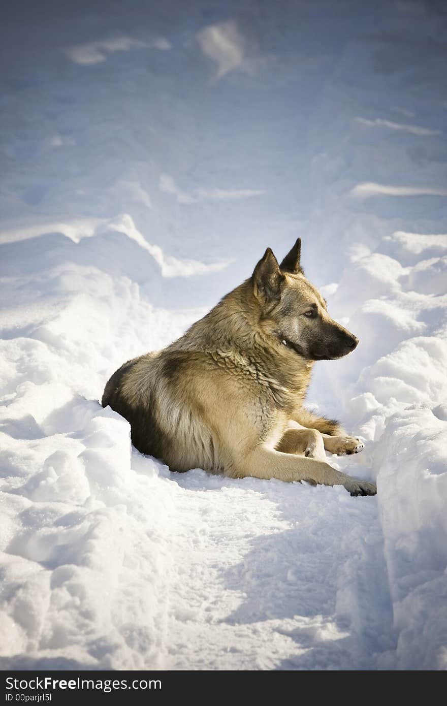 Dog laying in the snow. Dog laying in the snow