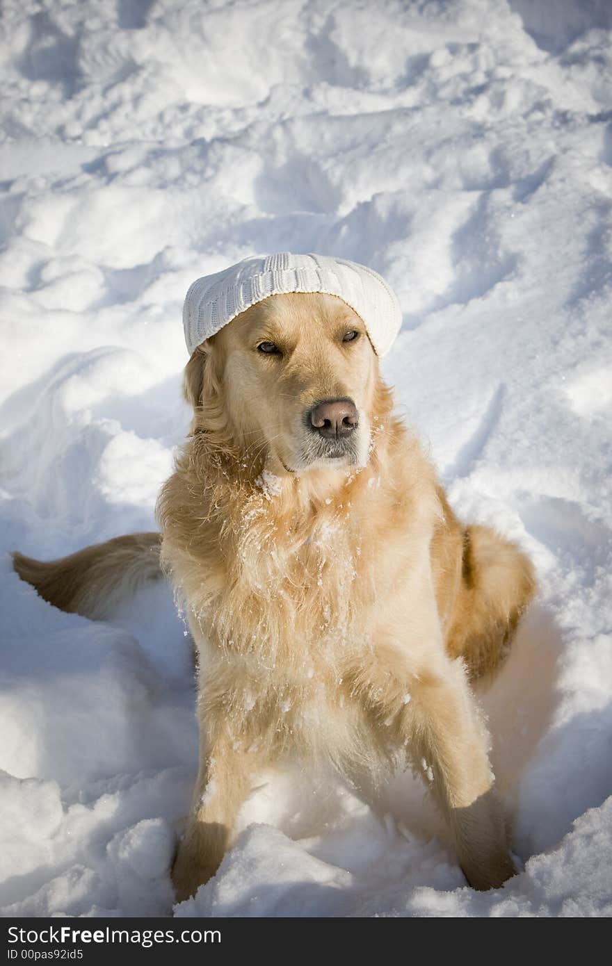 Dog with hat