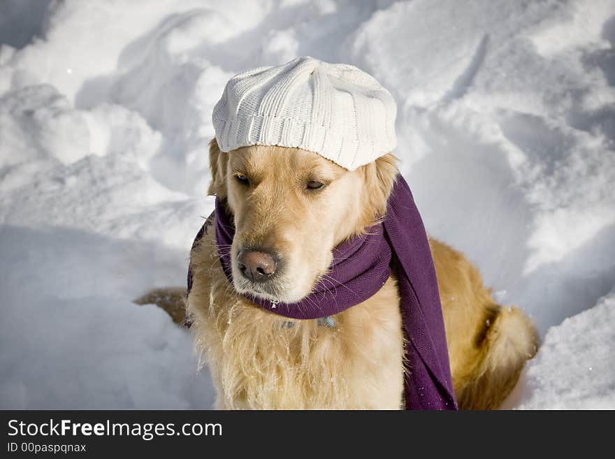 Golden retriever with shawl