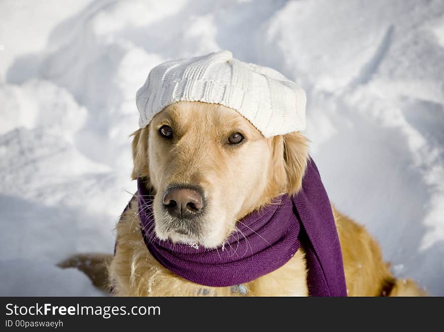 Golden retriever with shawl