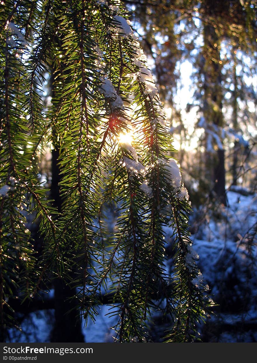 Pine Tree In The Winter