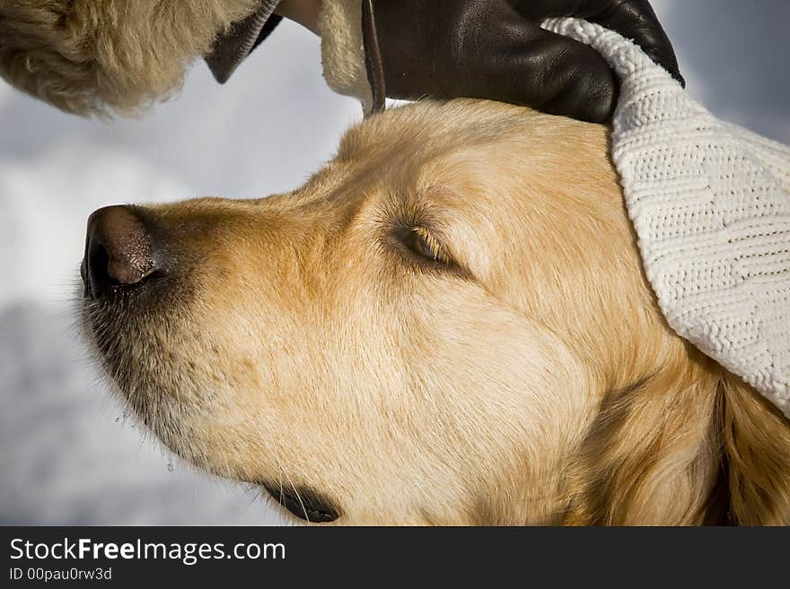 Golden Retriever