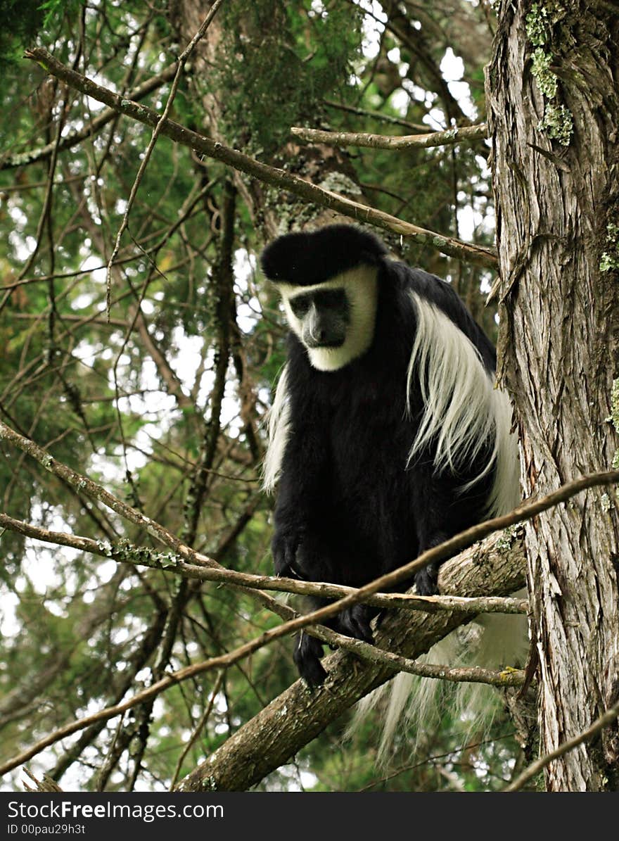 Lonely colobus monkey sat in a tree Kenya Africa