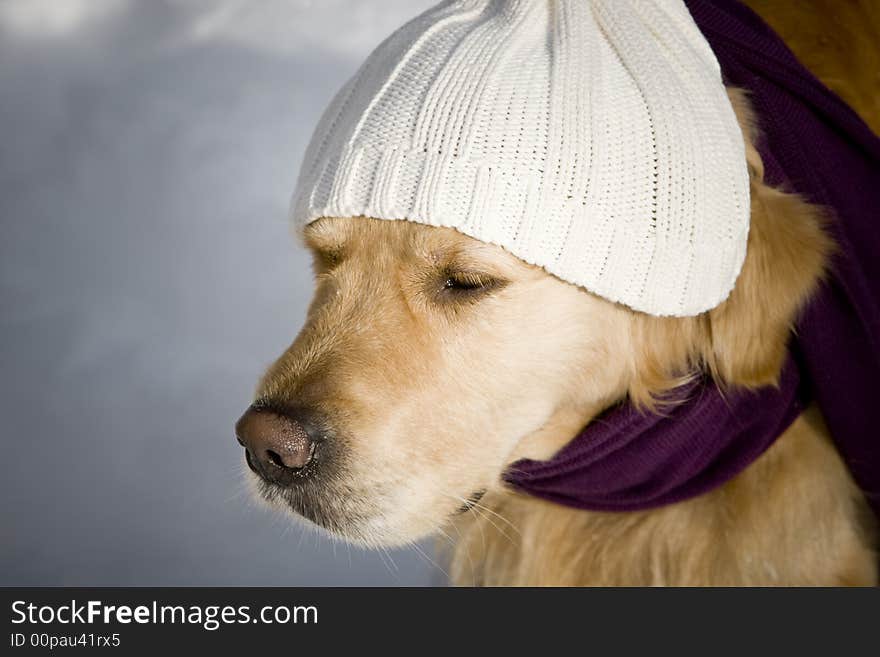 Golden Retriever With Shawl