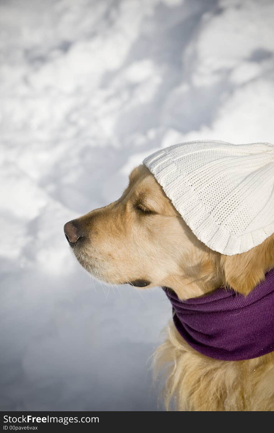 Golden retriever with shawl