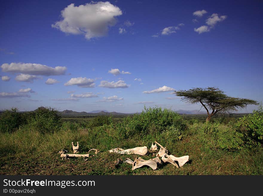 Bones of animals on the Masai Mara, Kenya, Africa