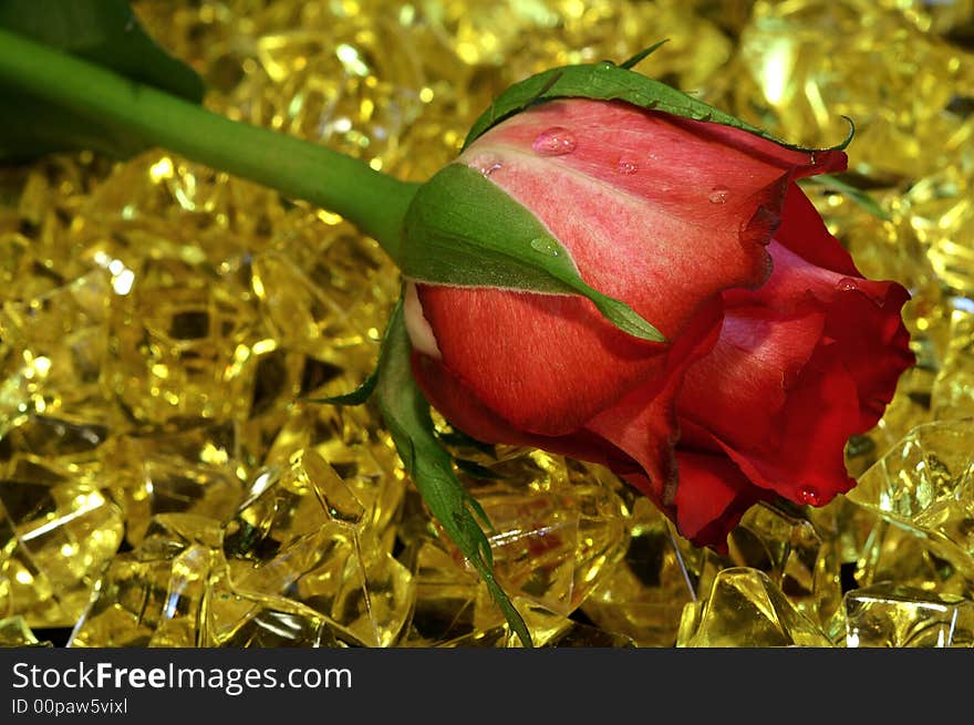 Nice Red Rose On The Yellow Stones