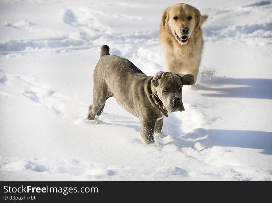 Two Dogs Playing