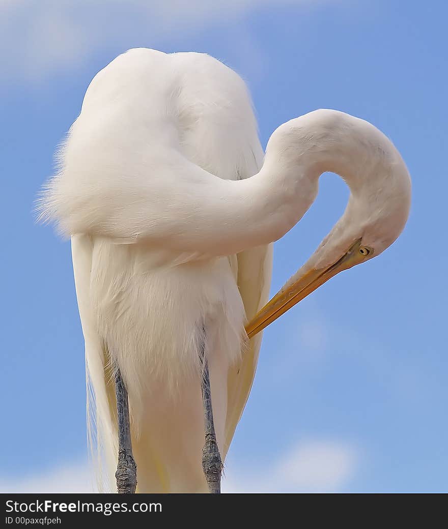 Egret taking a minute to groom. Egret taking a minute to groom