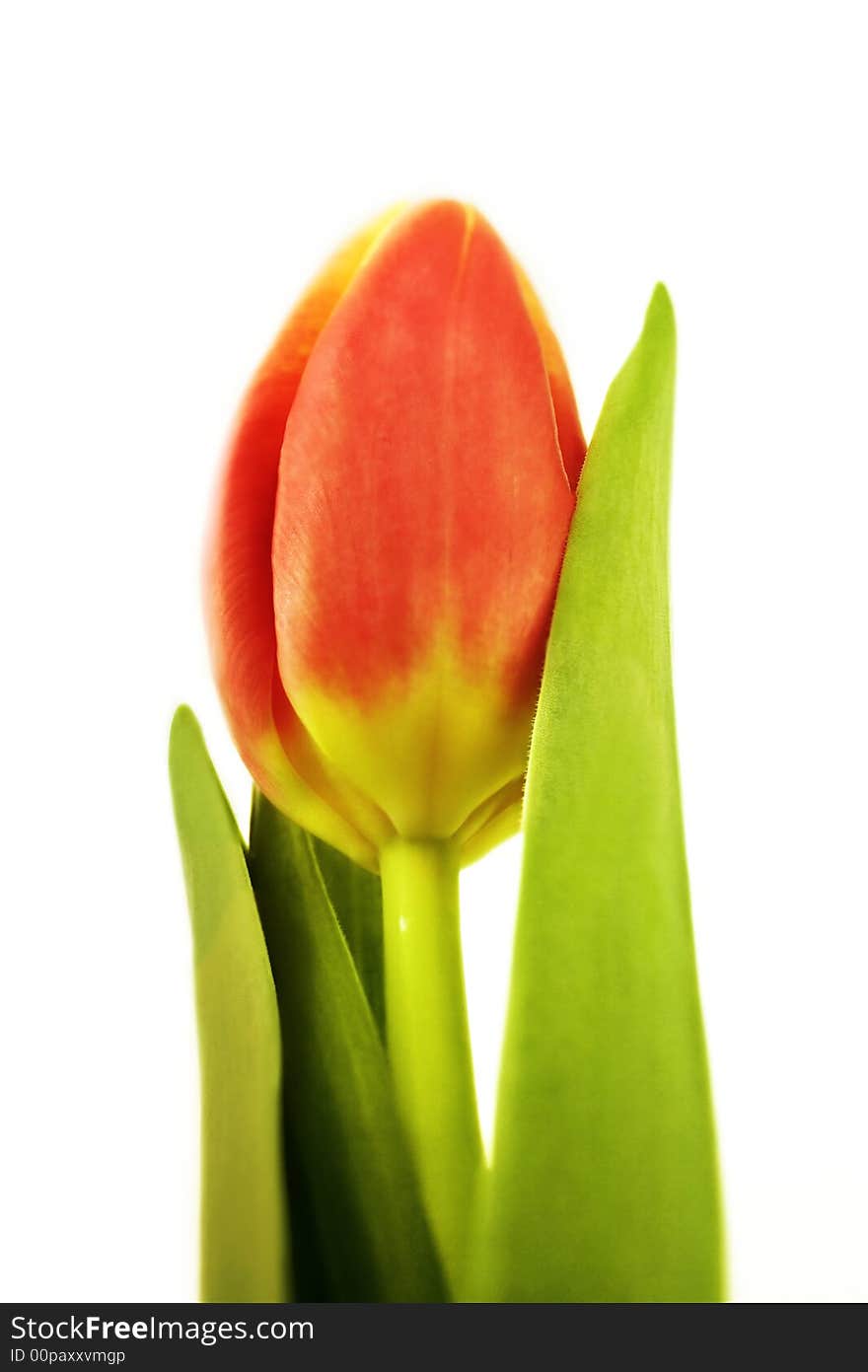 Red tulip single flower isolated on white,close-up