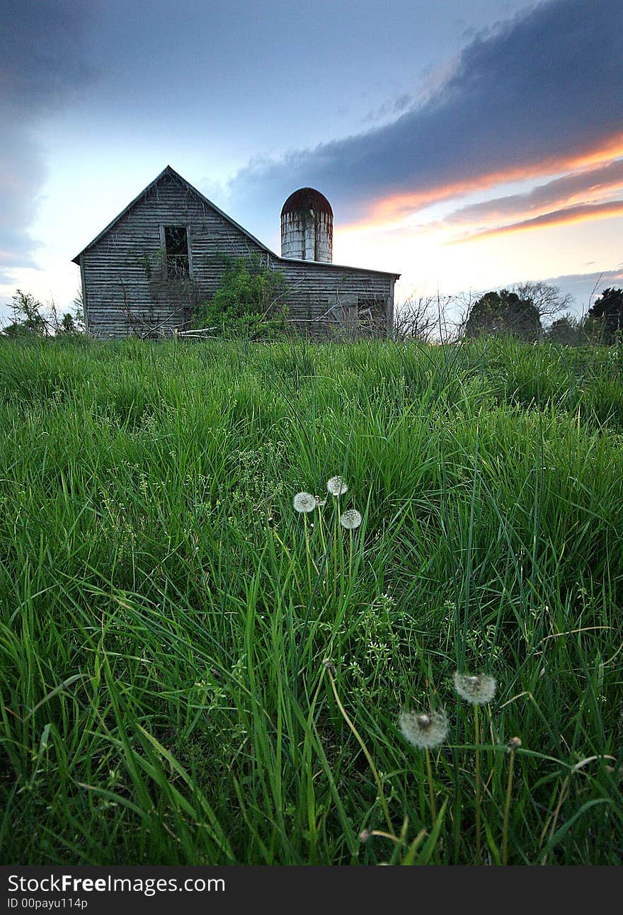 An old Virginia rustic barn with a few dandelion's at dusk