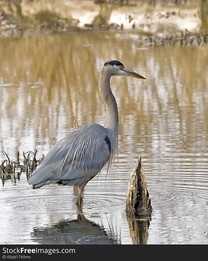 A great blue heron in a peaceful, tranquil, setting