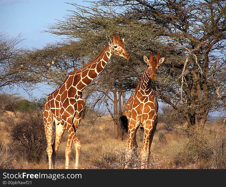 A reticulated giraffe in Samburu Park in Kenya