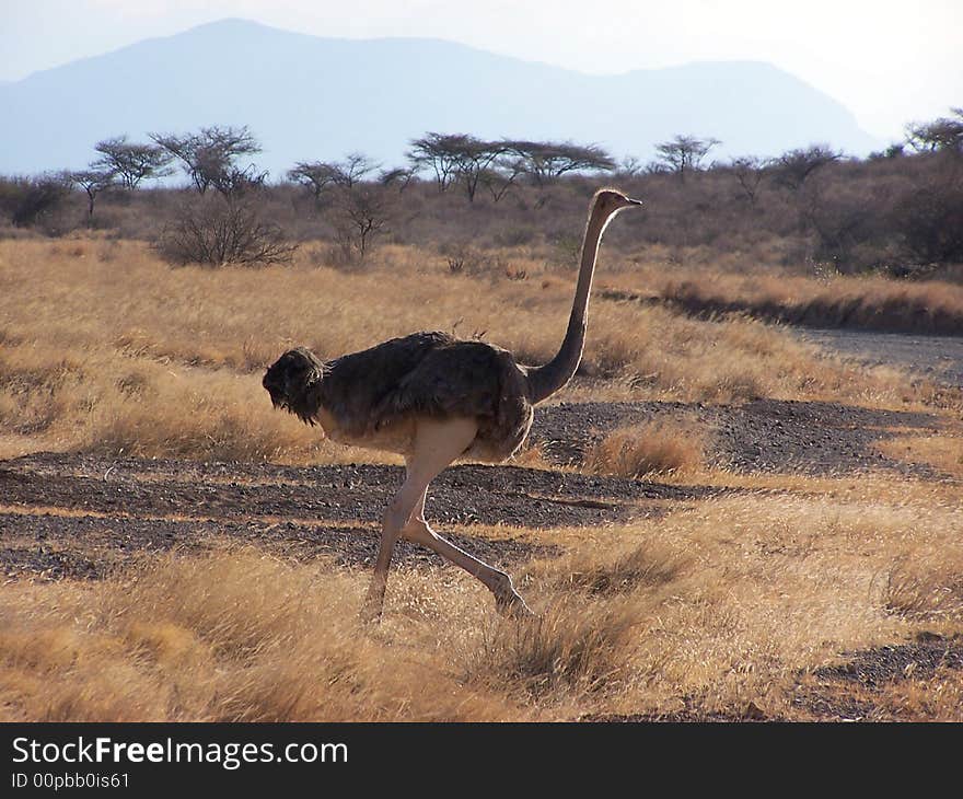 Ostrich, Masai race