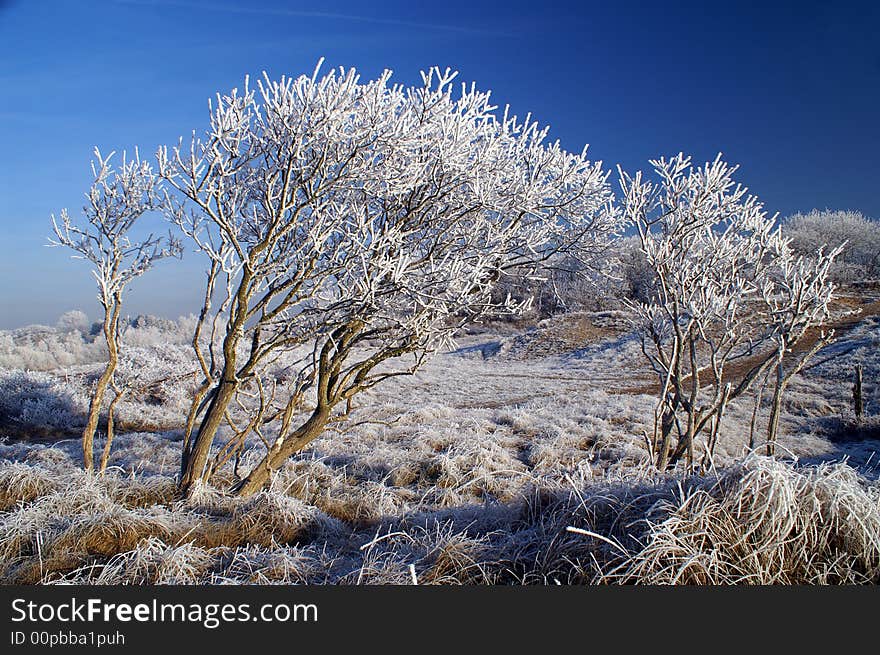 Winter landscape