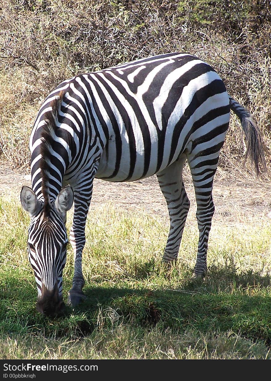 Plain Zebra in Masai Mara Park in Kenya. It's the most common and geographically widespread form of zebra.