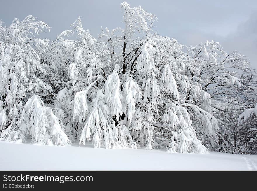 White winter landscape with frostiness trees