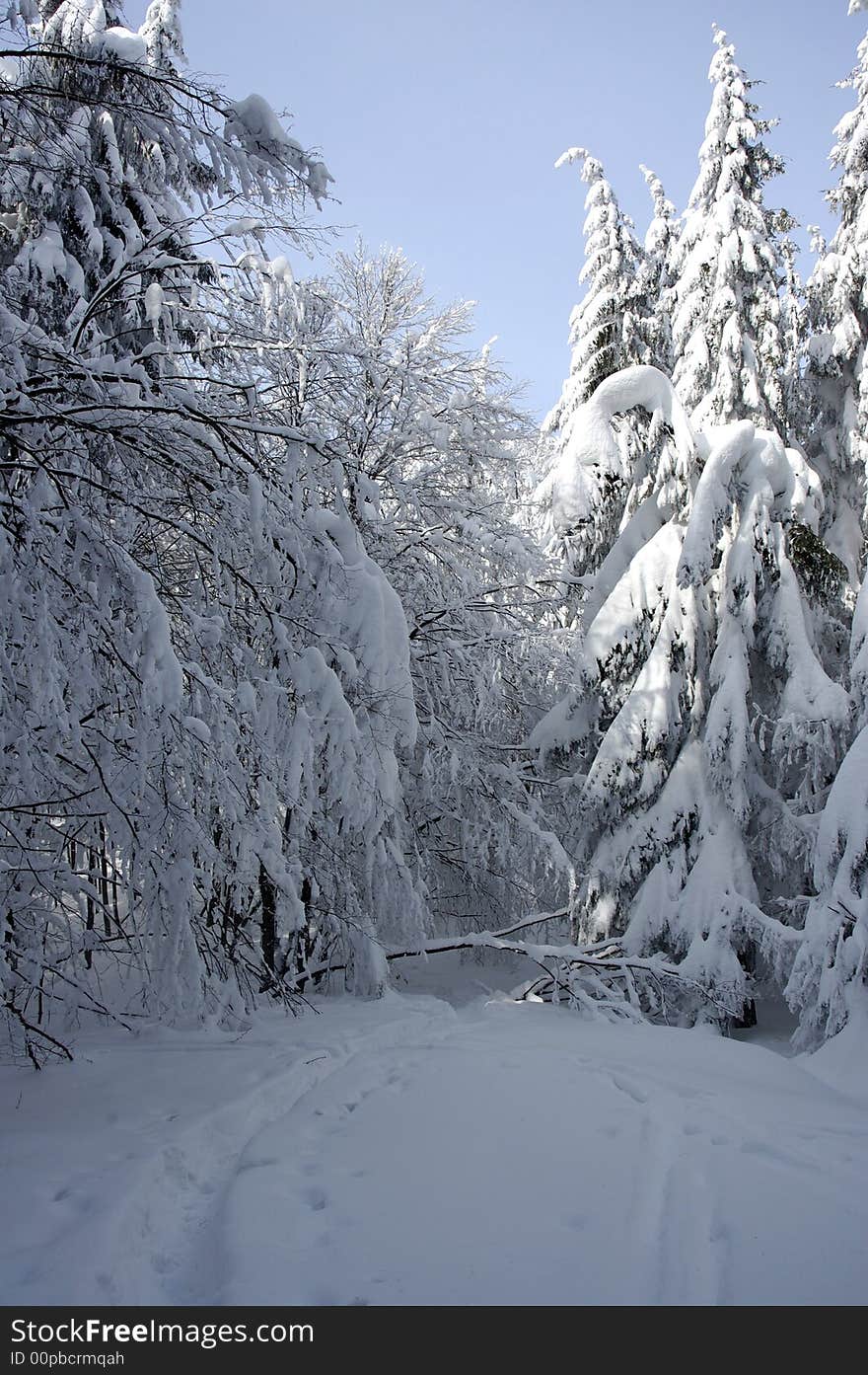 White winter landscape with frostiness trees