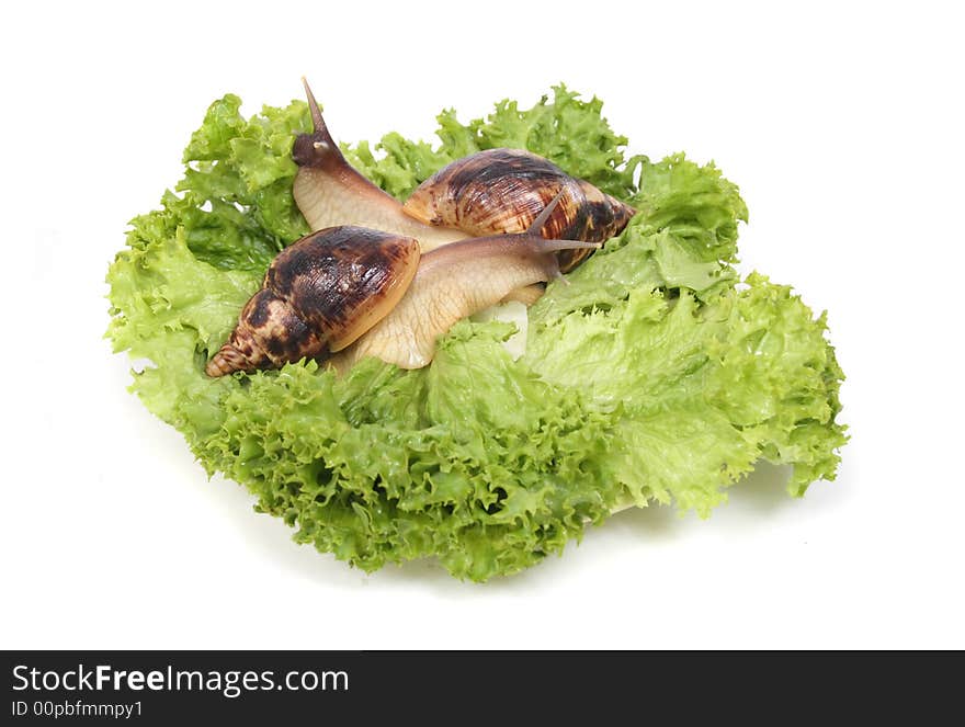 Two snails on the green leaves on the white background