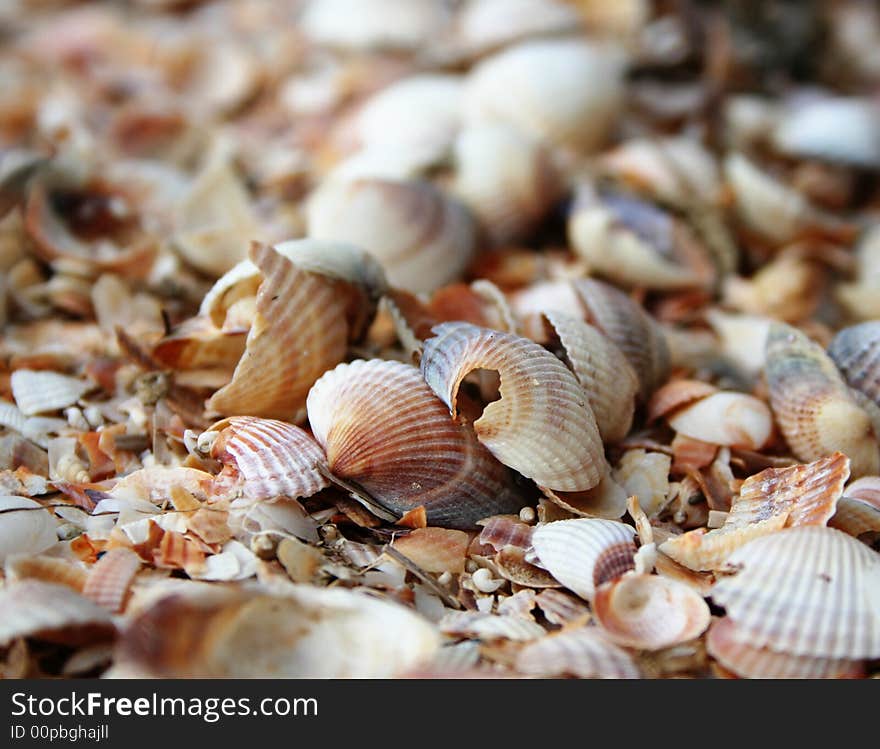 Sea Shells