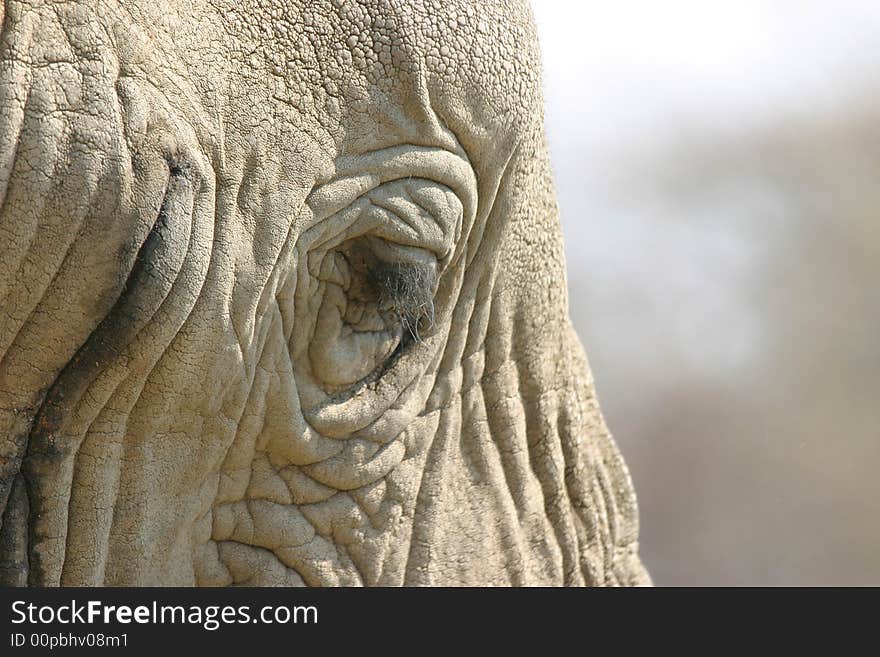 Crop of an african elephant's head in Namibia. Crop of an african elephant's head in Namibia