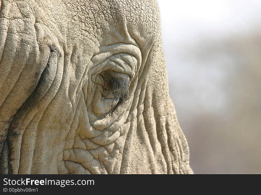 Elephant head detail