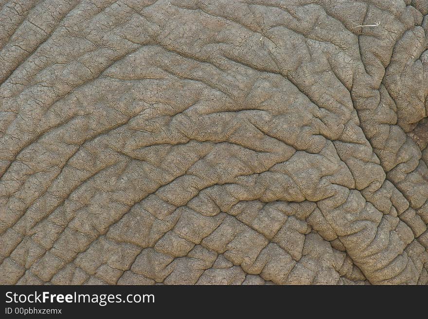 Texture of an african elephants grey skin. Texture of an african elephants grey skin