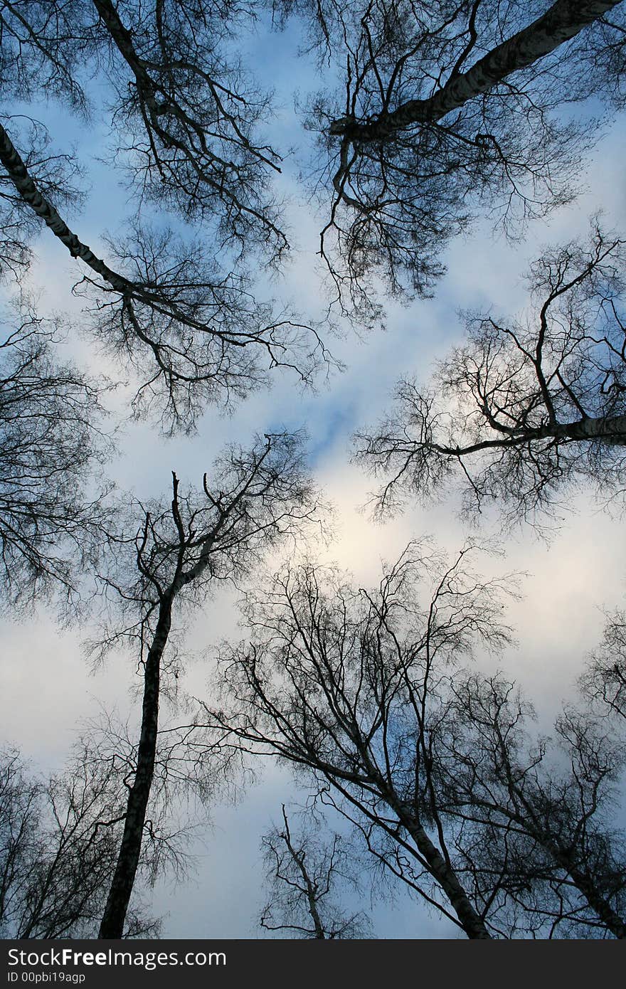 Branches and tops of trees with cloudy sky at the background. Branches and tops of trees with cloudy sky at the background