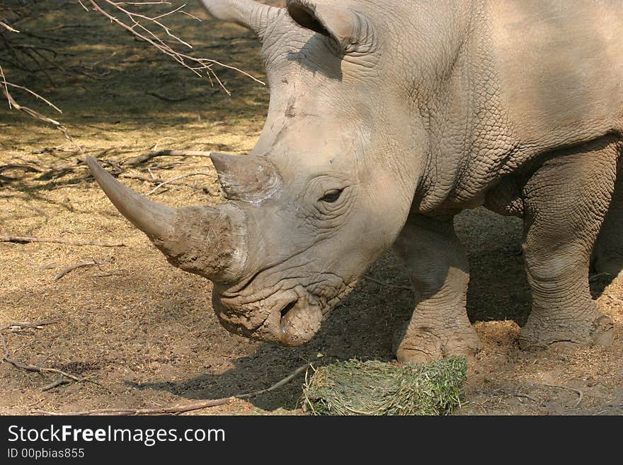 Rhino standing in the shadow in the namibian bushland. Rhino standing in the shadow in the namibian bushland