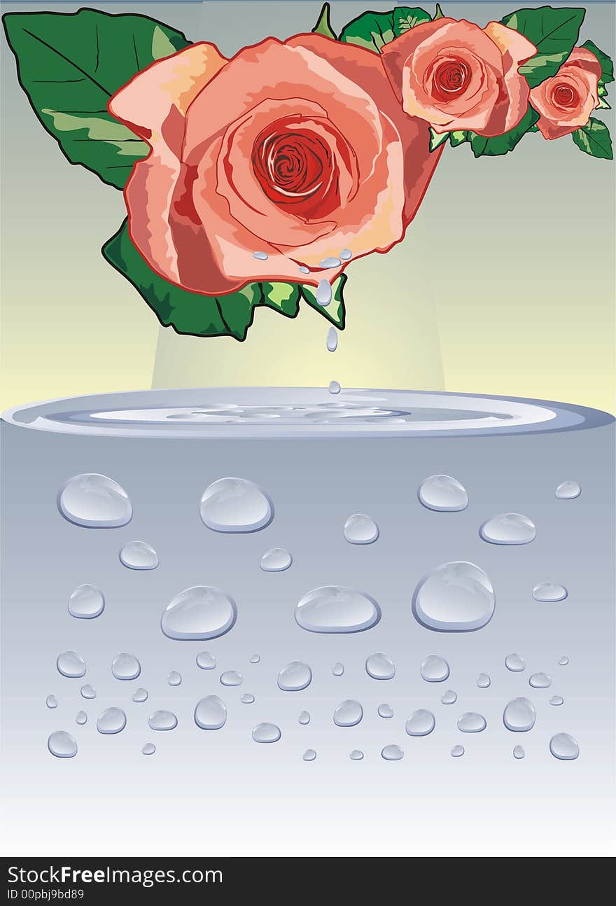 Rose and drops