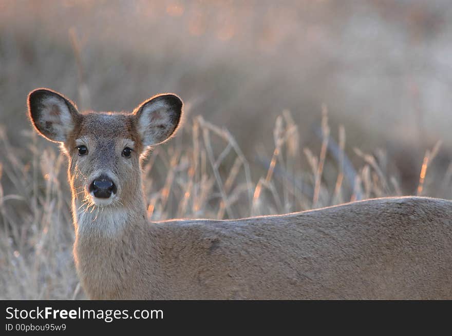 Missouri White-tailed Deer