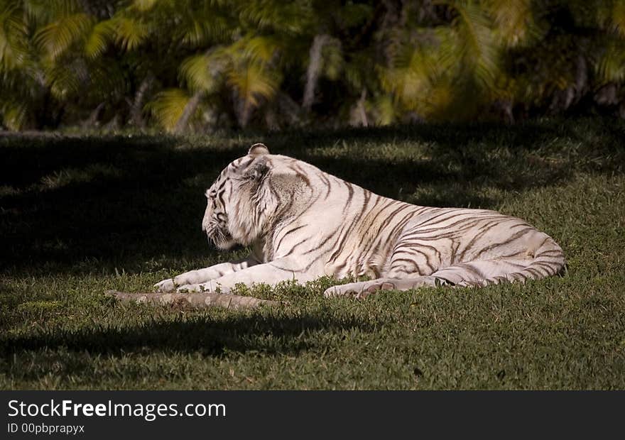 White Tiger Resting