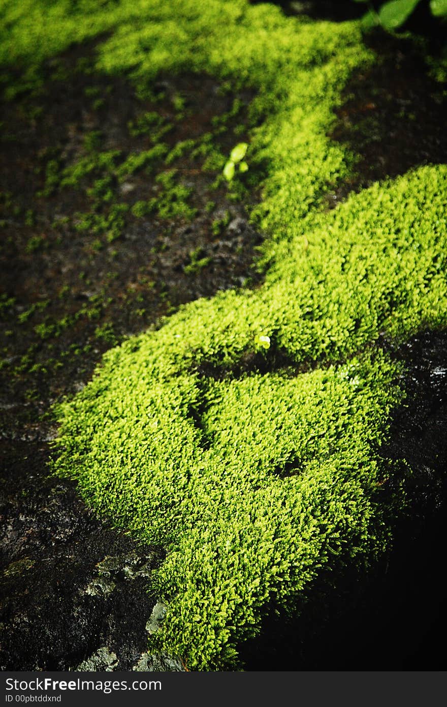 Lush rich green moss with earthy background. Lush rich green moss with earthy background