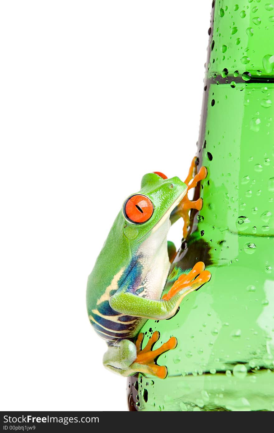 Red-eyed tree frog (Agalychnis callidryas) closeup isolated on a wet bottle. Red-eyed tree frog (Agalychnis callidryas) closeup isolated on a wet bottle