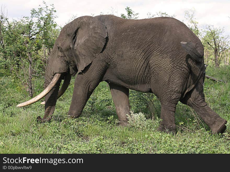 Big elephant bull walking past with his huge tusks