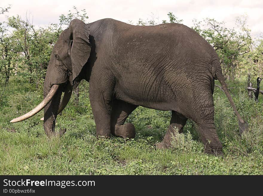 Big elephant bull walking past with his huge tusks. Big elephant bull walking past with his huge tusks