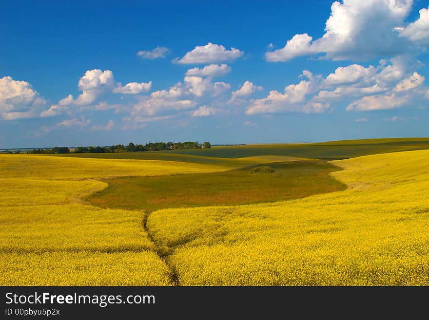 A landscape of yellow meadow and blue sky