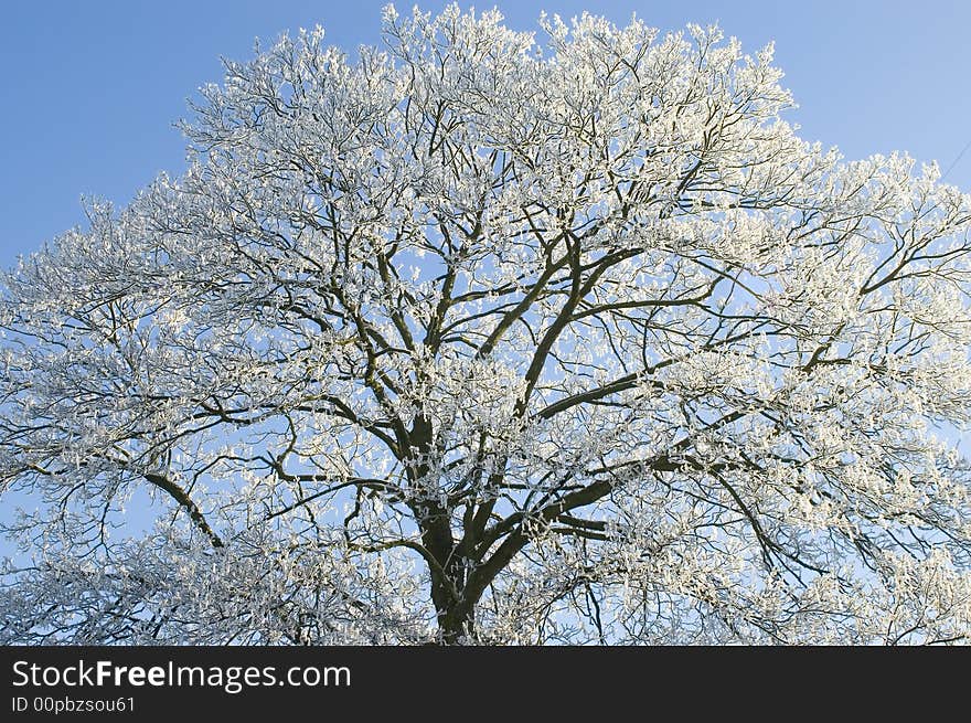 Trees covered with snow