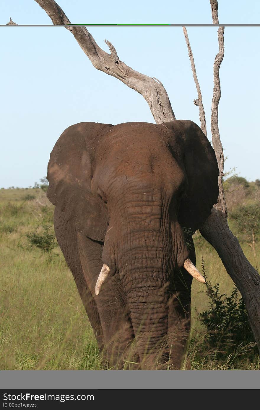 African Elephant