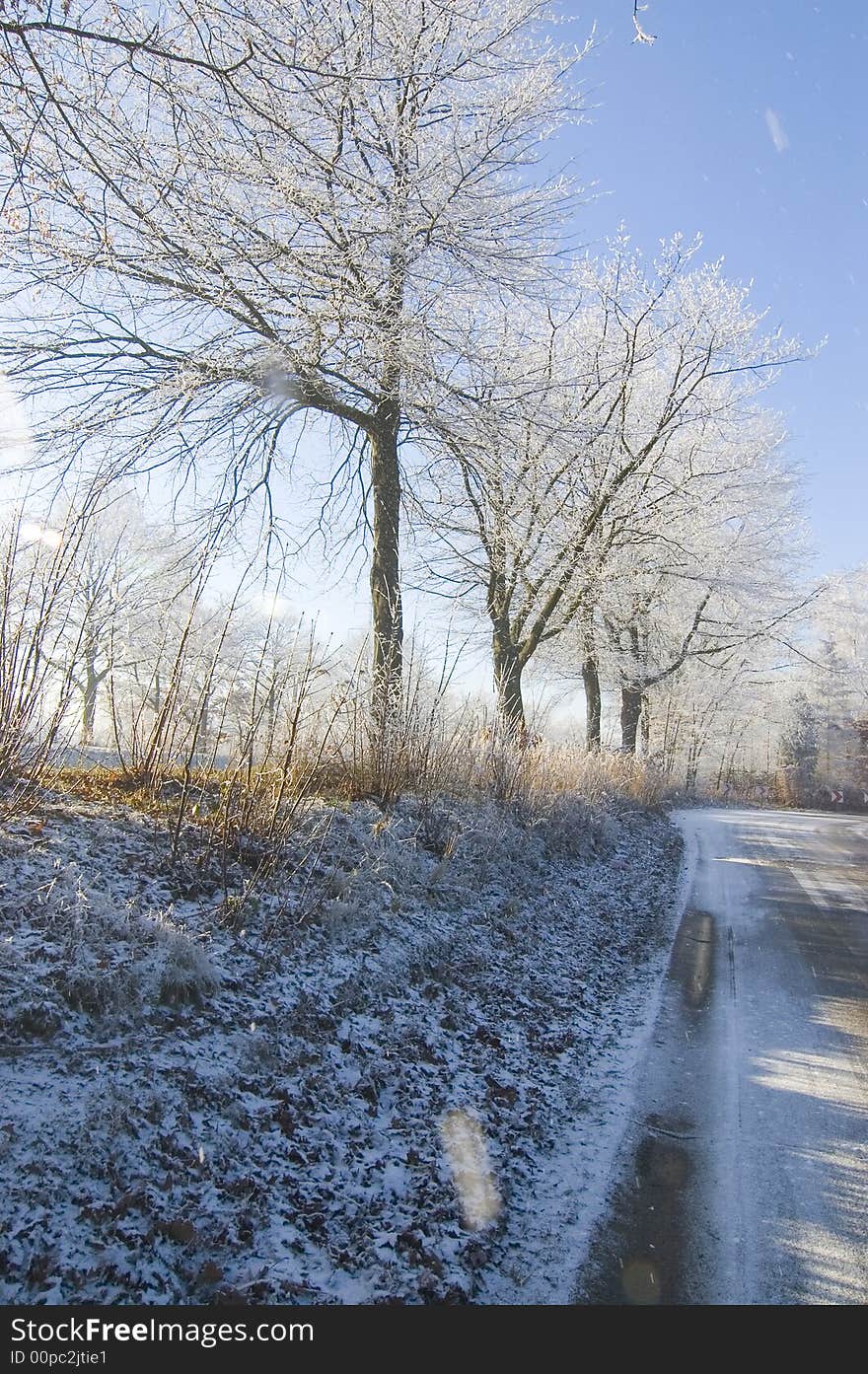 Winter Trees