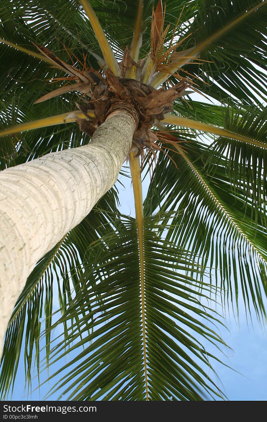 A coconut tree in the beach