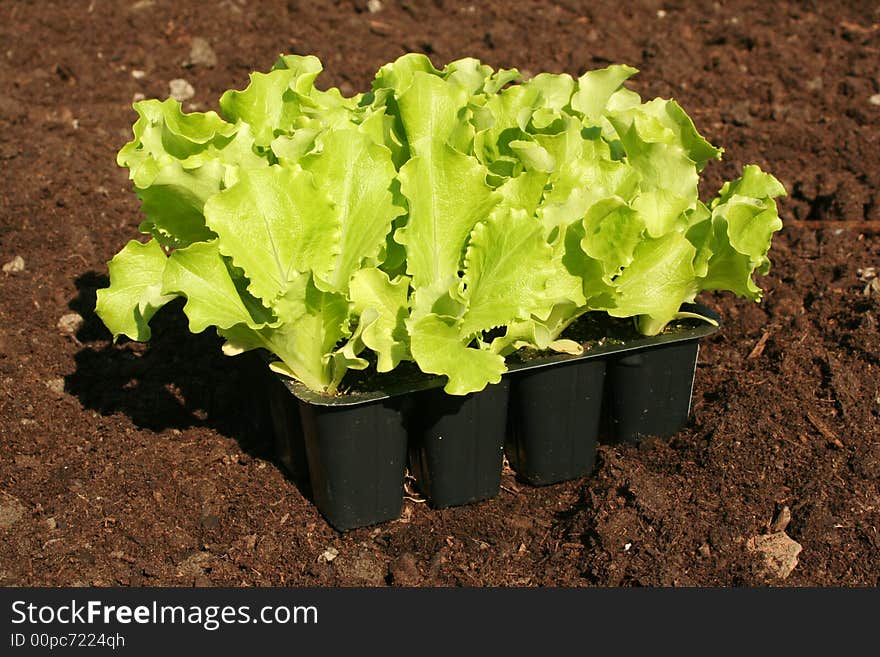 Lettuce To Plant In Fresh Soil