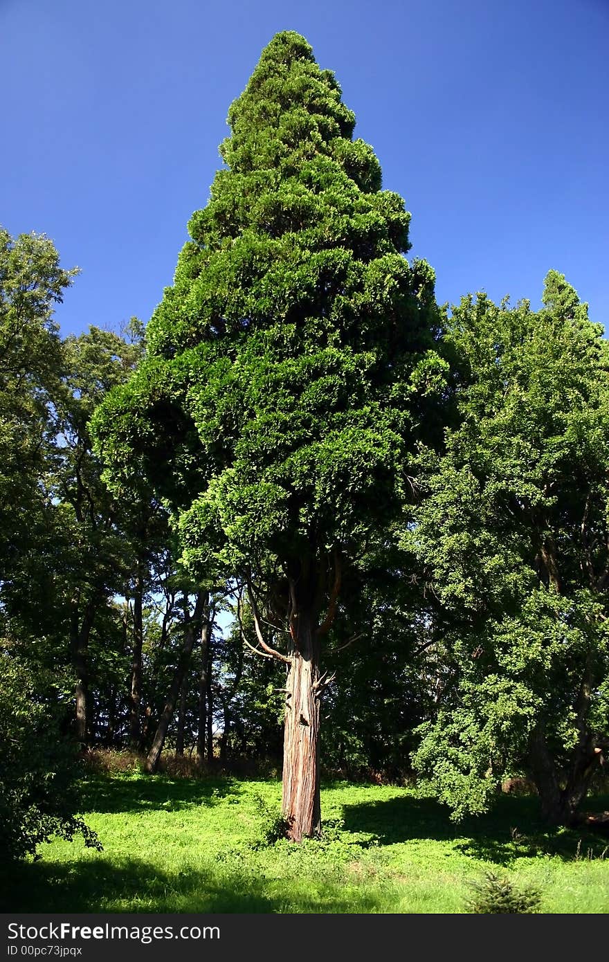 Tree is special in a tended park. Tree is special in a tended park.