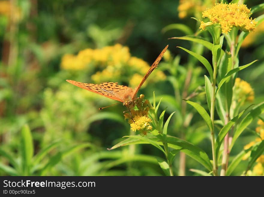 Sylvan meadows,roads,clearings,his thick inhabitant.a generation butterfly race. Sylvan meadows,roads,clearings,his thick inhabitant.a generation butterfly race.