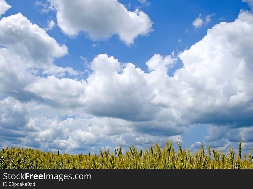 A wheat field is vernal under the thunderclouds. A wheat field is vernal under the thunderclouds.