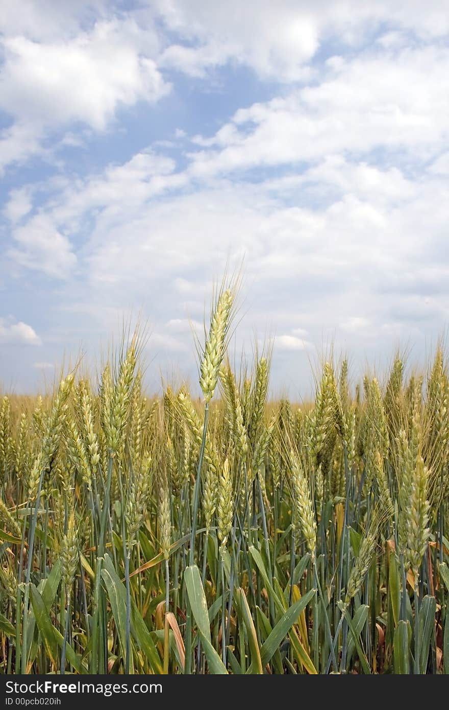 A wheat field is vernal under the thunderclouds. A wheat field is vernal under the thunderclouds.