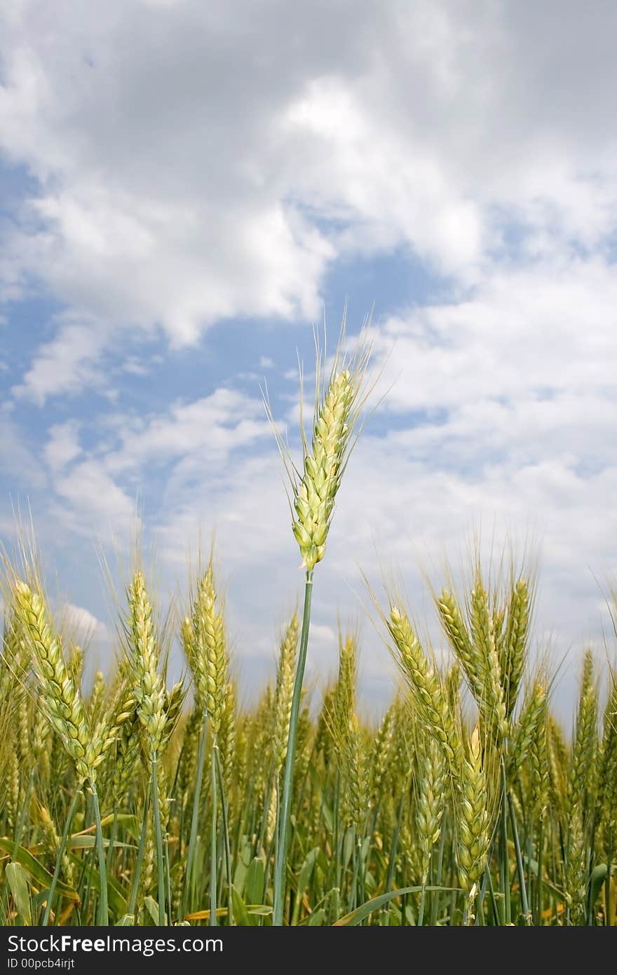 A wheat field is vernal under the thunderclouds. A wheat field is vernal under the thunderclouds.