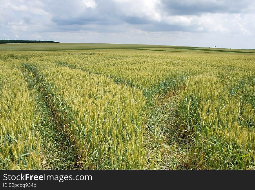 A wheat field is vernal under the thunderclouds. A wheat field is vernal under the thunderclouds.