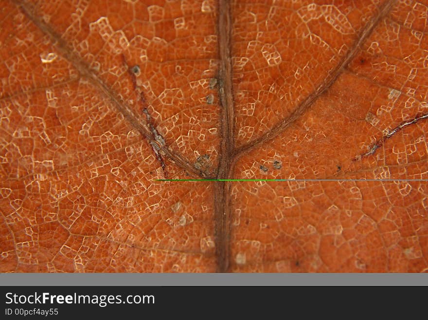 Dead Brown Leaf Veins Macro