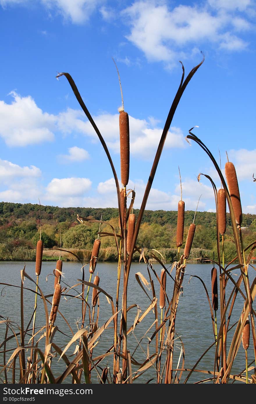 An angler is a reed at a lake. An angler is a reed at a lake.